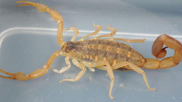 What you need to know about scorpion sightings and stings