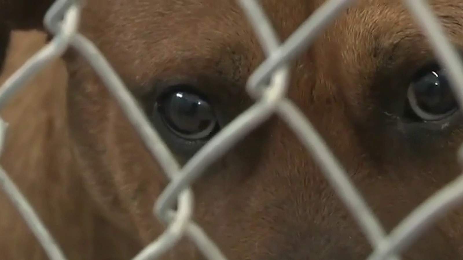 Record spike in pet adoptions, fostering amid pandemic