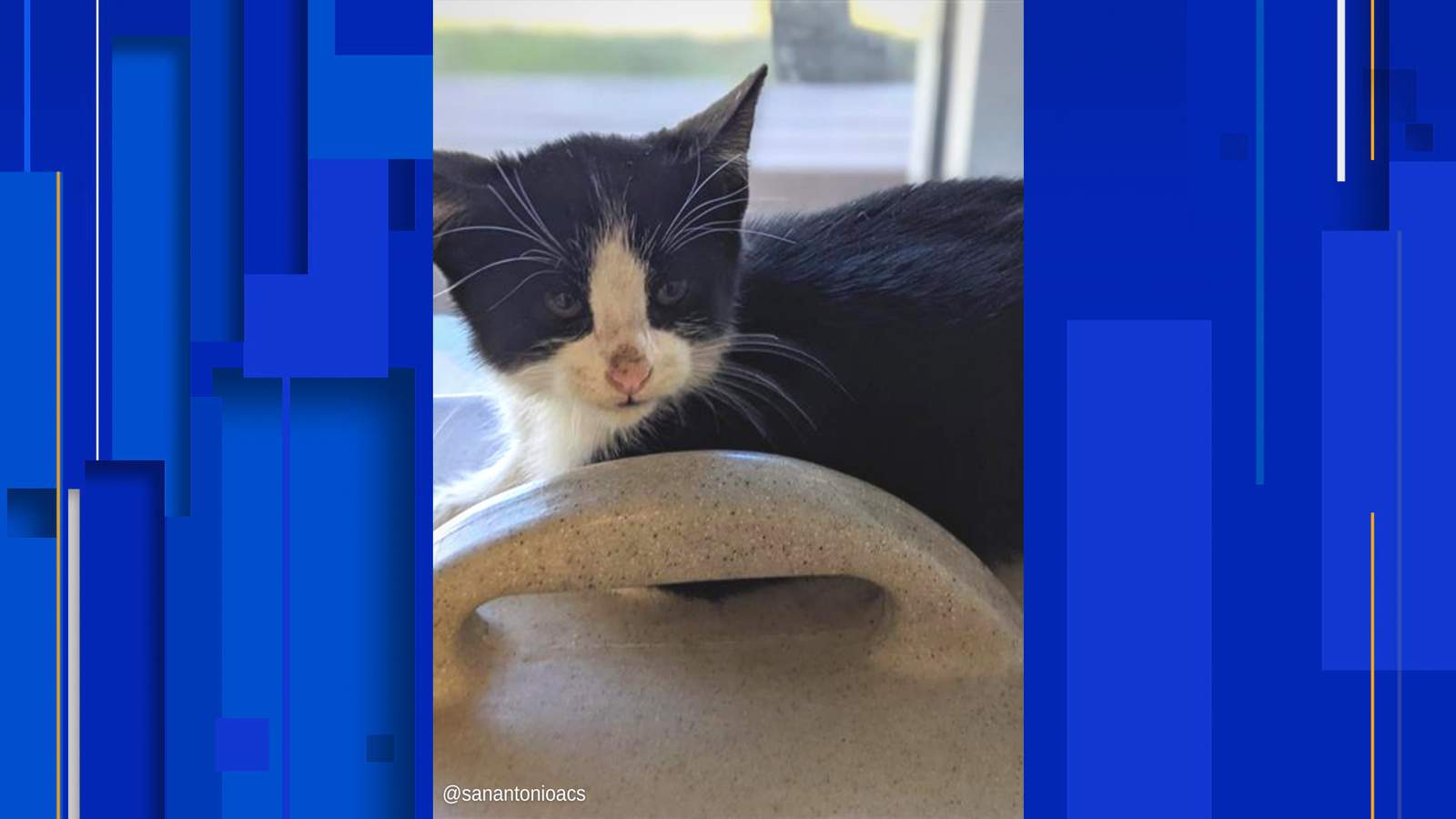 ACS officers rescue kitten found ‘frantically crying,’ surrounded by trash in drainage inlet