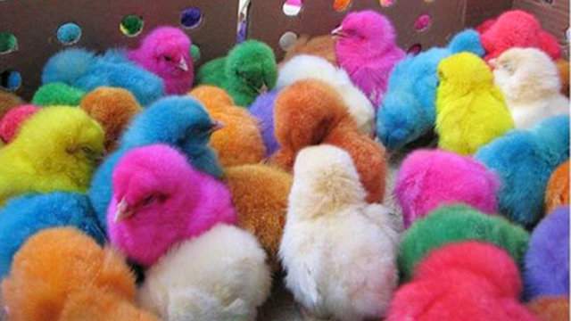 Easter reminder: It’s illegal to buy, sell or dye chicks, ducklings, baby rabbits in San Antonio