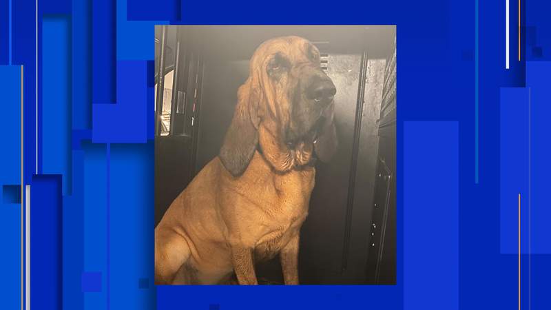 K-9 officer helps find young girl missing in woods during Tropical Storm Elsa