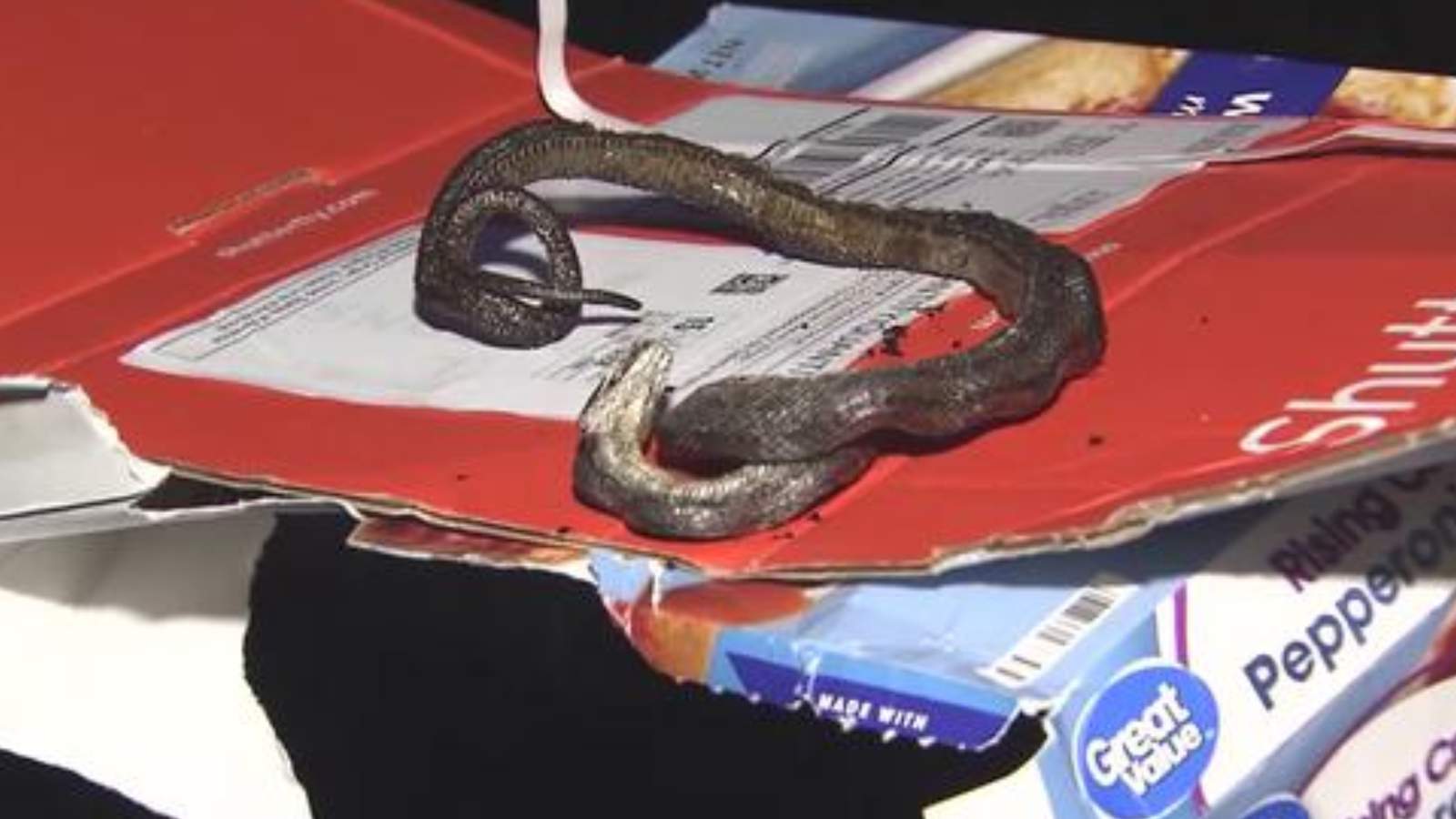 Video: Family cooks snake in oven with pizza