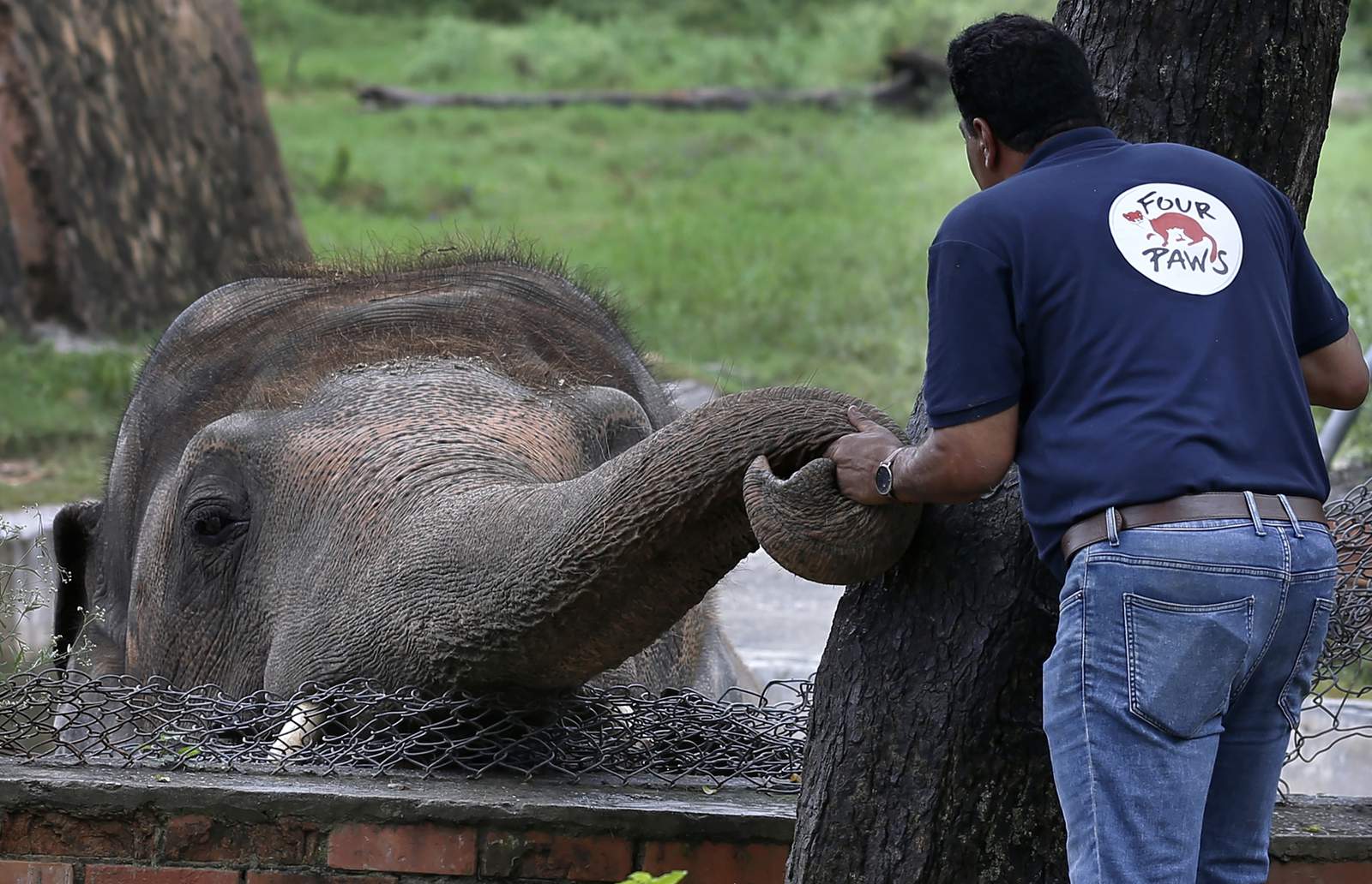 'World's loneliest elephant' okayed to quit zoo for new life