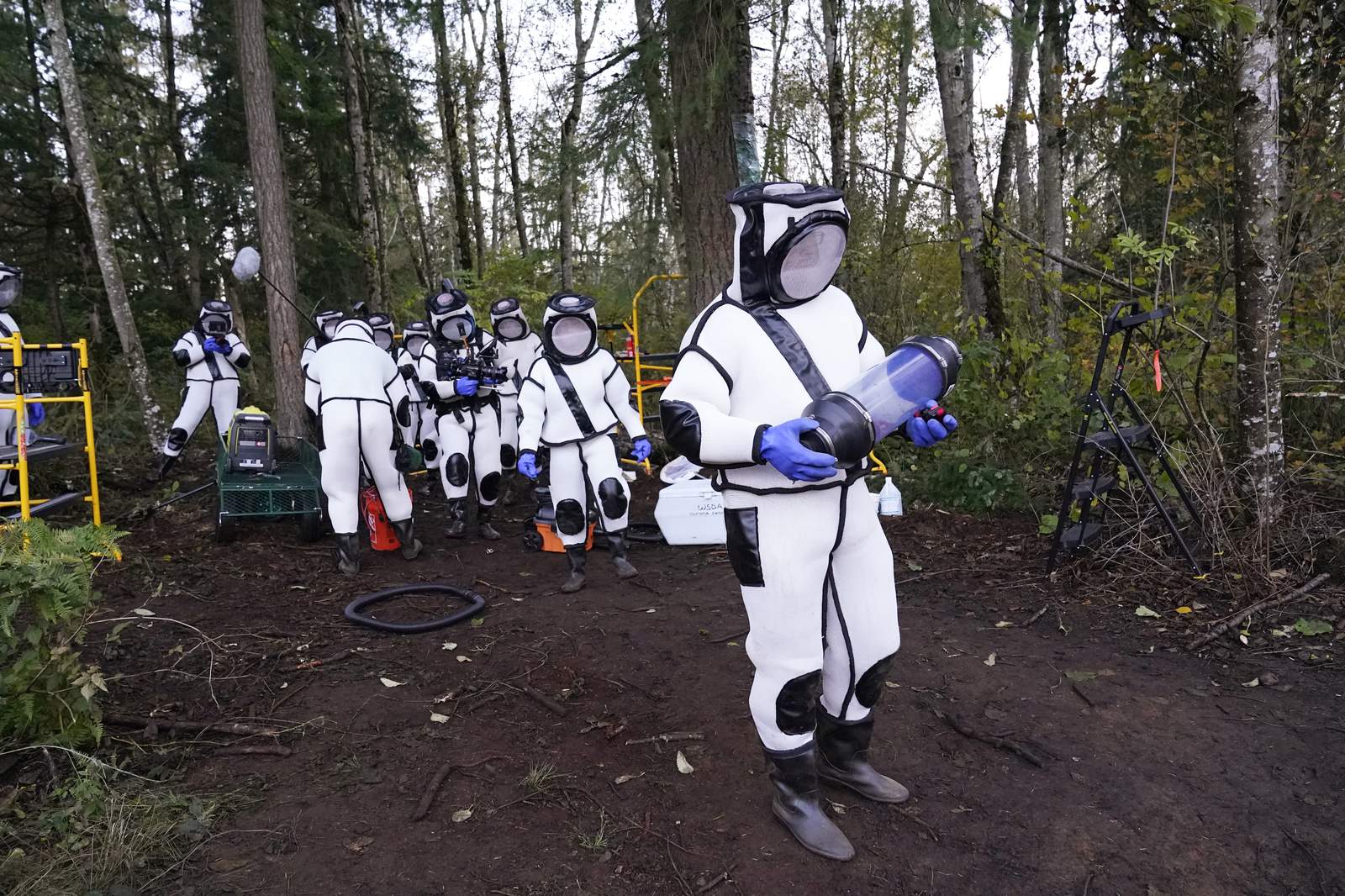 Scientists remove 98 ‘murder hornets’ in Washington state