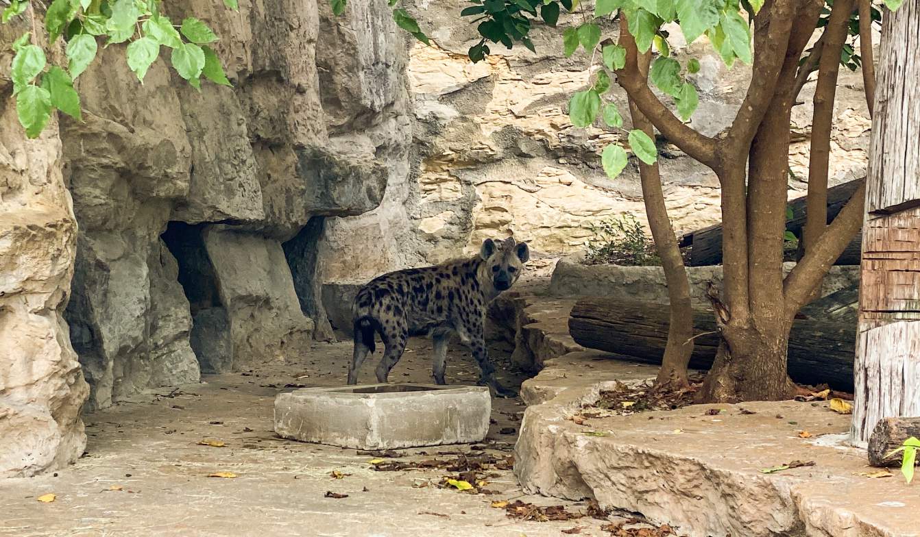 Two spotted hyenas join San Antonio Zoo’s wild family