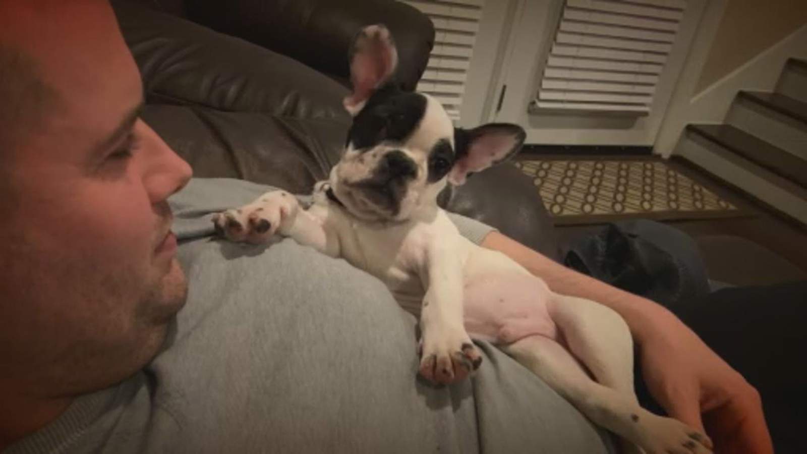 Robbers fire AR-15 at Houston couple before stealing their French bulldog, police say