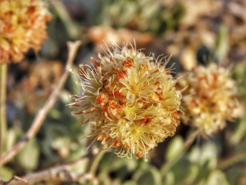 Endangered status proposed for Nevada flower at lithium mine