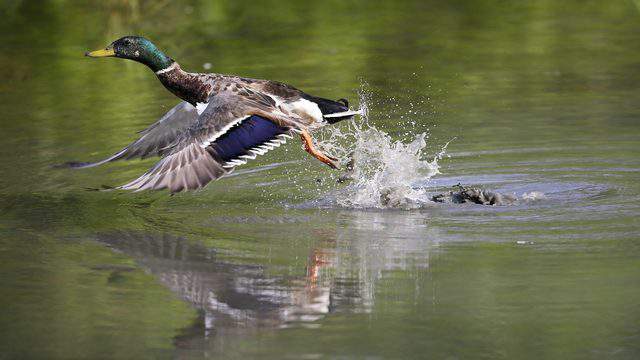 Texas waterfowl hunters can help stop spread of invasive species