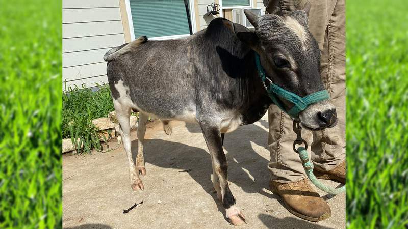 Meet Bruce, a San Antonio-area bull who is the second smallest in the world