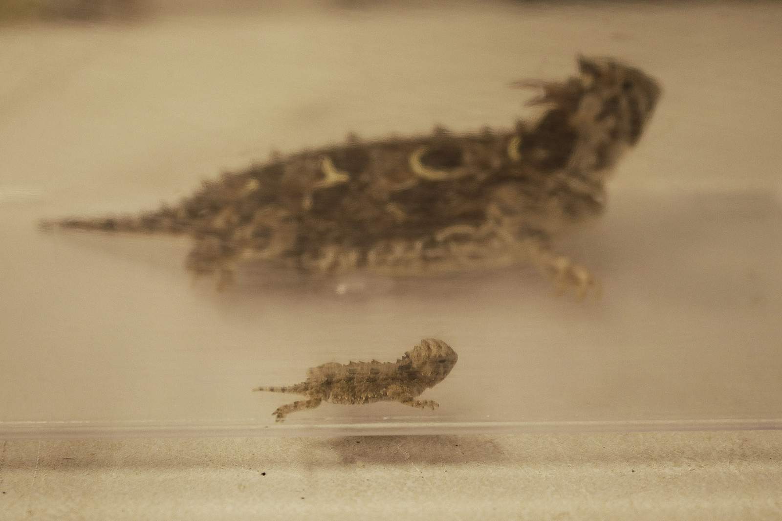 San Antonio Zoo celebrates hatchings of Texas Horned Lizards, aka horny toads; the official state reptile