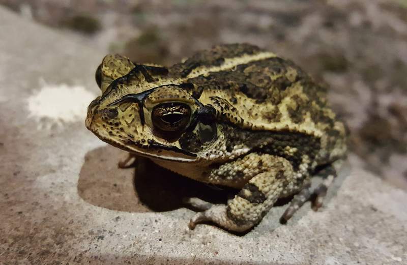 Got toads? Texans seeing large number of hoppers after wet year