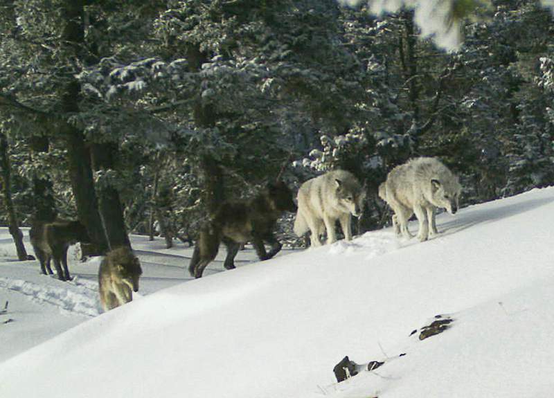 New wolf killing laws trigger push to revive US protections