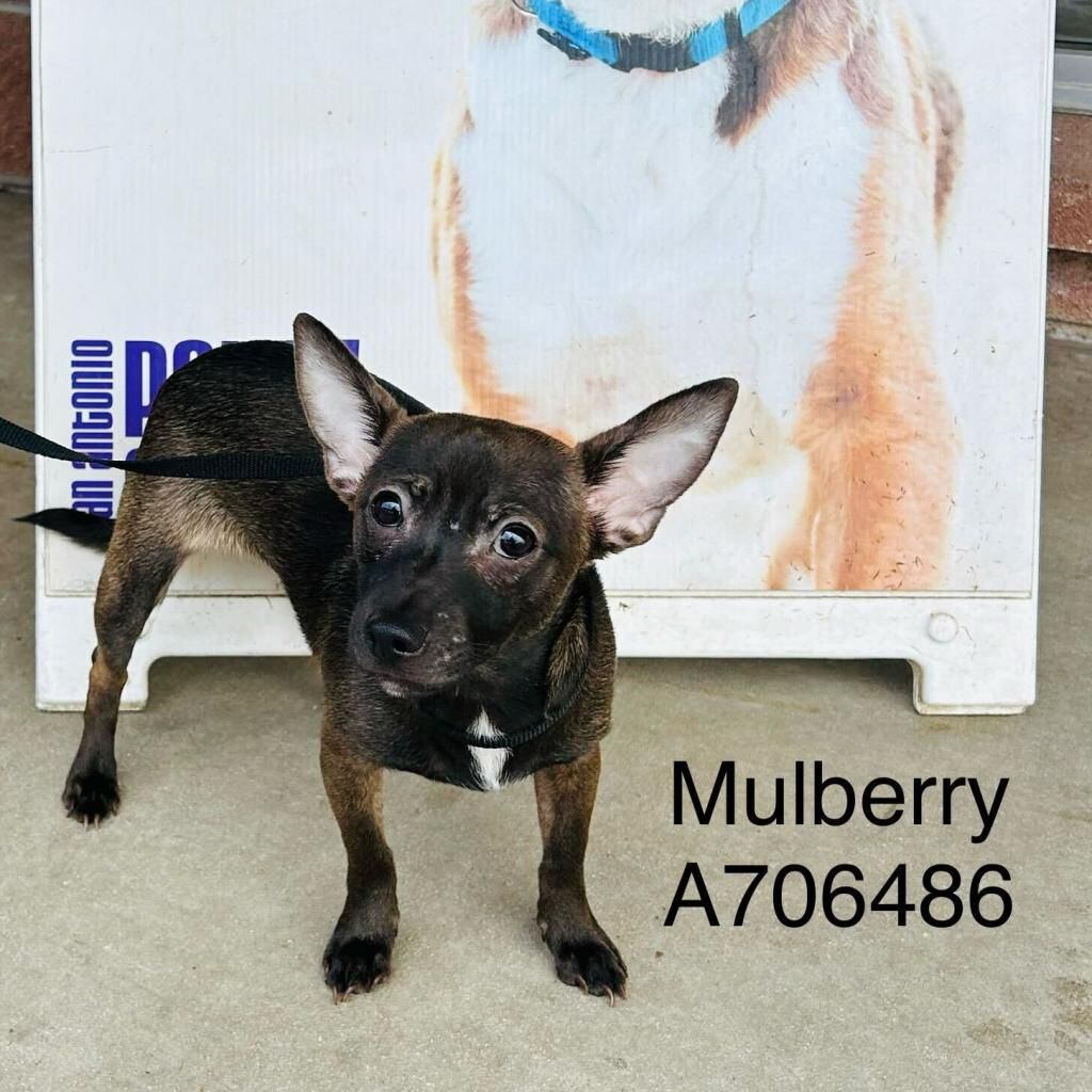Mulberry is available for adoption at San Antonio Pets Alive.