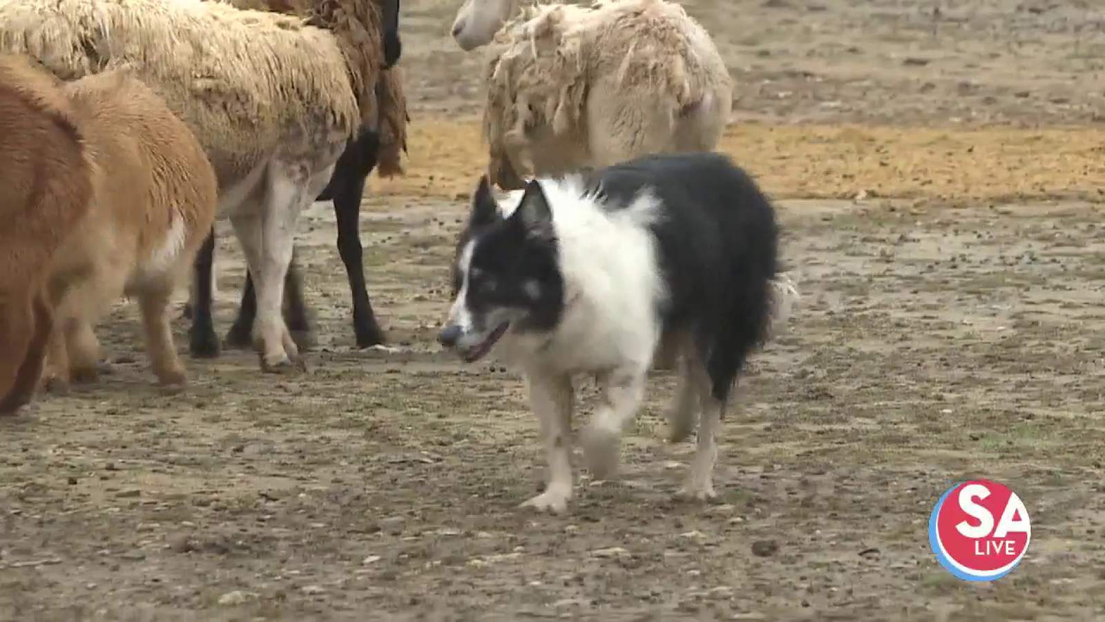 A sheepdog story with heart