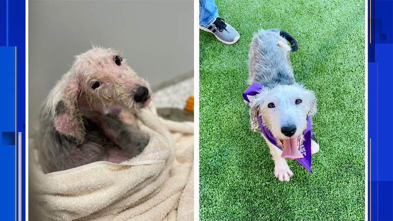 Puppy found without any fur, now she’s recovering and looking for a home