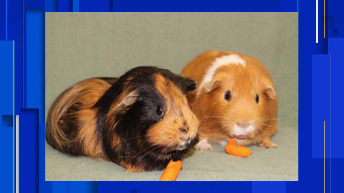Guinea Pig Adoption Near Me - petfinder
