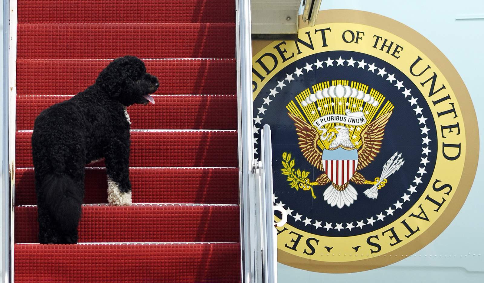Pets are back: Biden’s 2 dogs settle in at White House