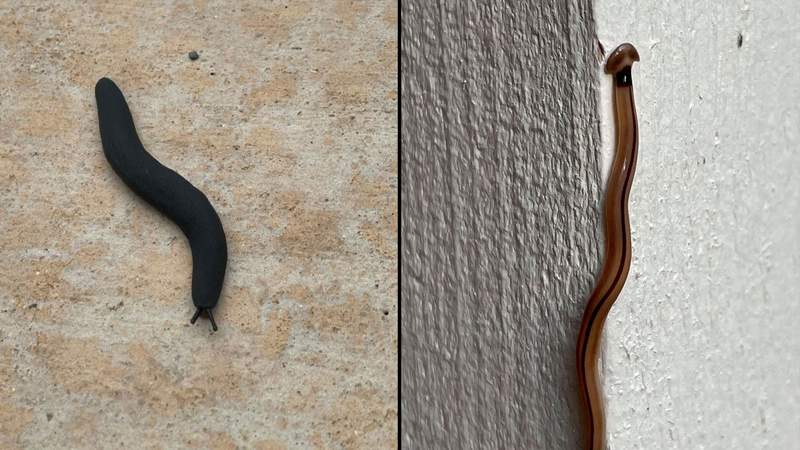 Invasive hammerhead flatworms and black velvet slugs have been seen in San Antonio after recent rains