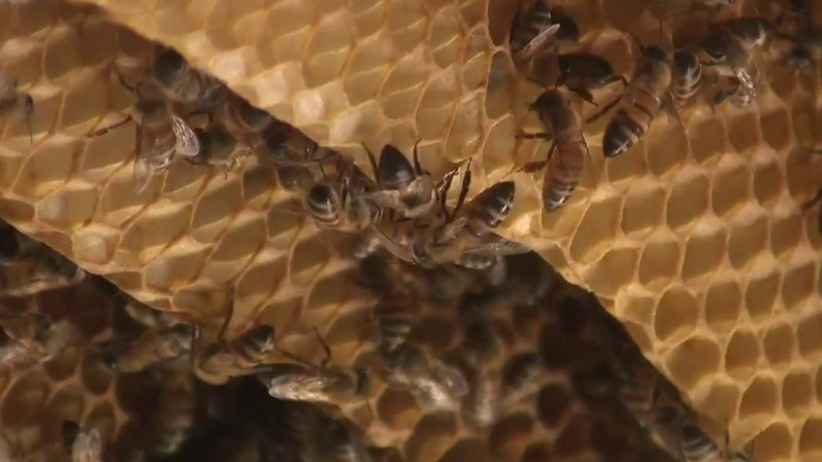 5-year old beehive removed from NE Side home