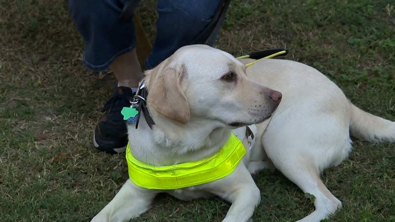 San Antonio nonprofit trains, provides guide dogs to visually impaired Texans