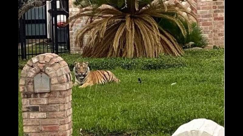 Video shows tiger prowling Houston neighborhood before it’s held at gunpoint by deputy, driven away by man