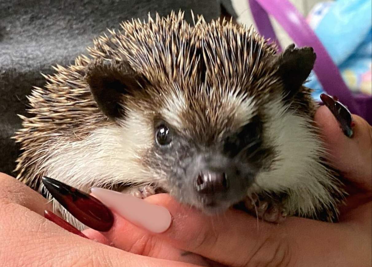 ‘Sonic’ the hedgehog finds new home with San Antonio ACS team member