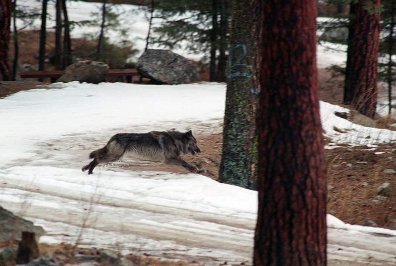 Bill to kill up to 90% of Idaho wolves heads to governor