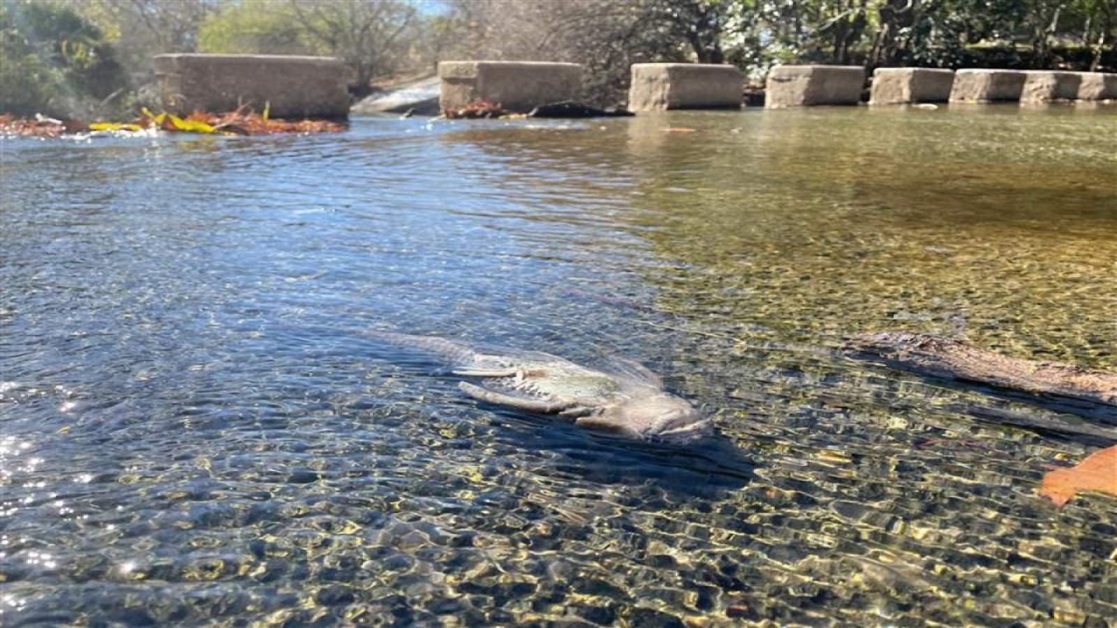 Fish found dead along San Antonio River, Texas coast after freezing weather event