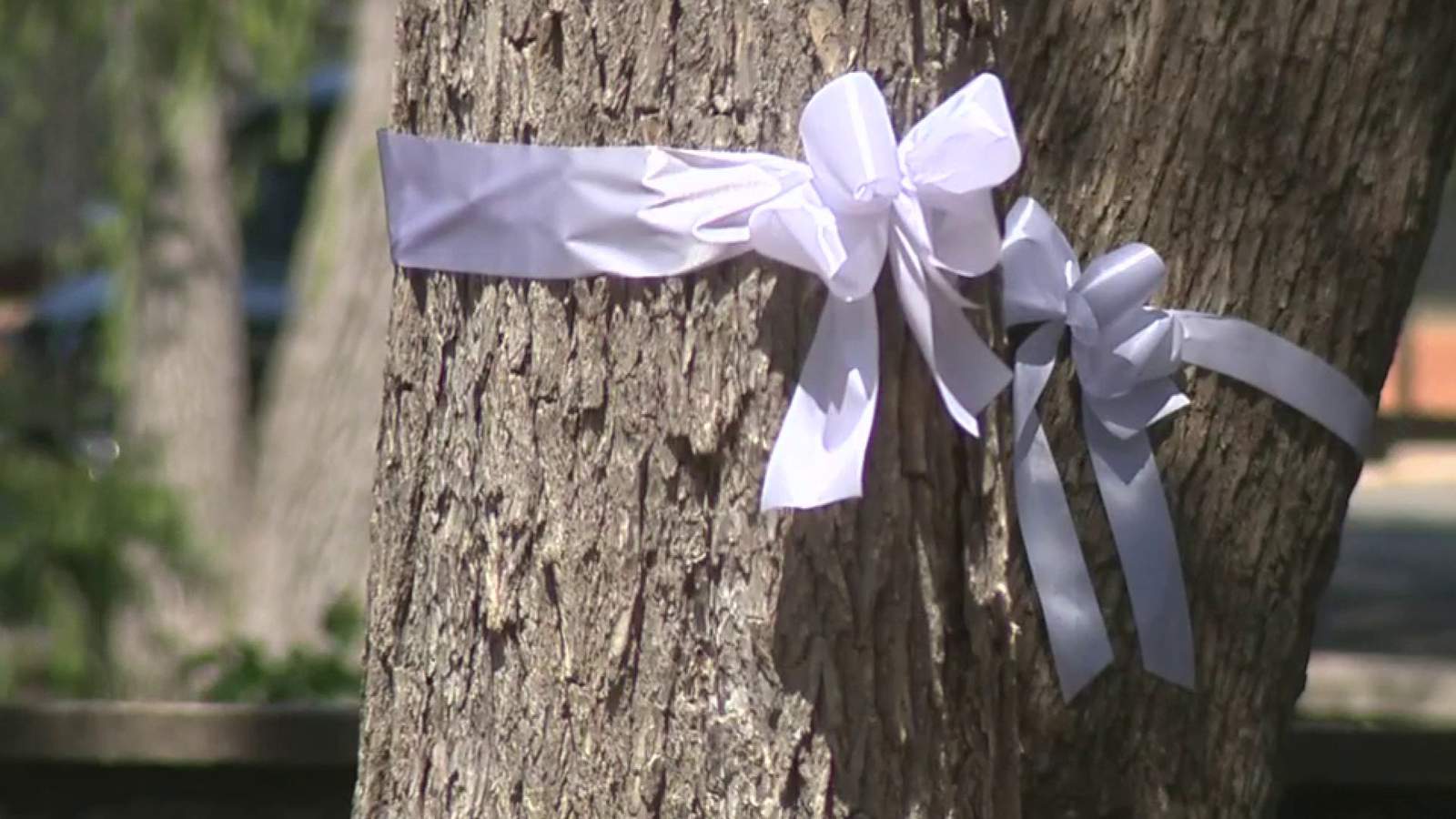 White ribbons placed along San Antonio River Walk trees in honor of women’s voting rights