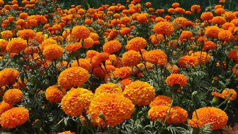 Texas Marigold Festival to take place in Blanco