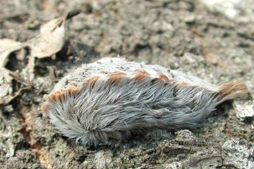 Look, but don’t touch! This caterpillar is one of the most venomous in the U.S., and it lives in Texas