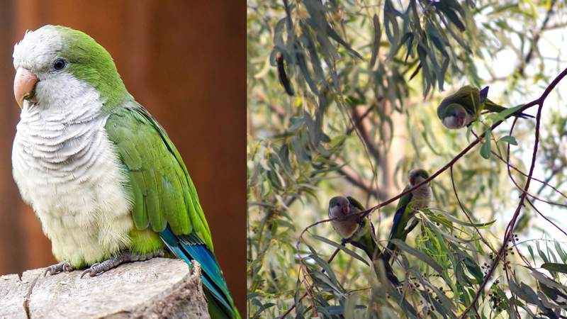 Parakeets live wild in San Antonio and they’ve been known to rumble