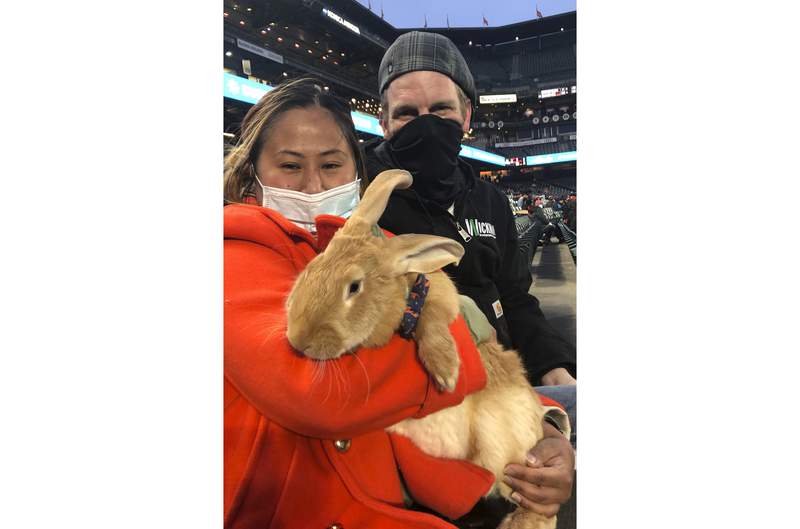 Therapy bunny at SF ballpark brings smiles, is instant hit
