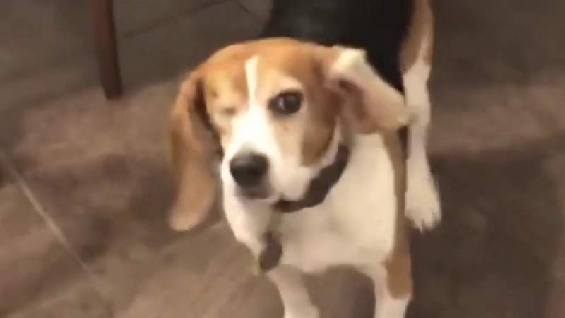 Beagle Freedom Project: Saving dogs from becoming lab rats