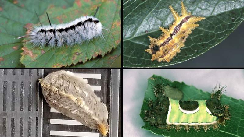 It’s stinging caterpillar season in Texas, these are the ones to avoid