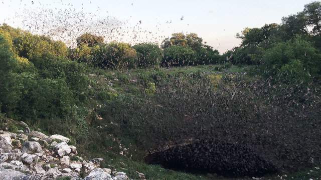 Manu Ginobili returns to world-renowned bat cave just outside San Antonio