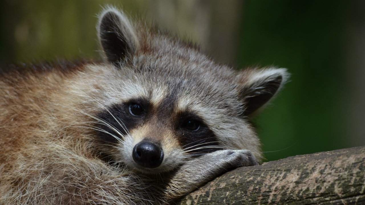 Ever heard of the Raccoon Whisperer? These videos will leave you speechless