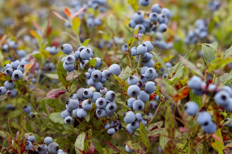 Maine's blueberry crop faces climate change peril