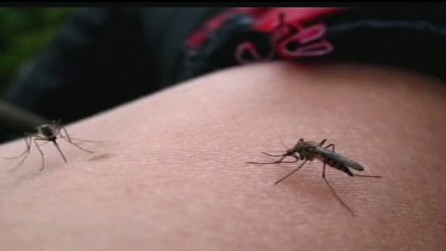 Bexar County mosquito sample site tests positive for West Nile virus