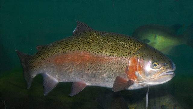 10,000+ rainbow trout to be stocked in 4 San Antonio-area lakes