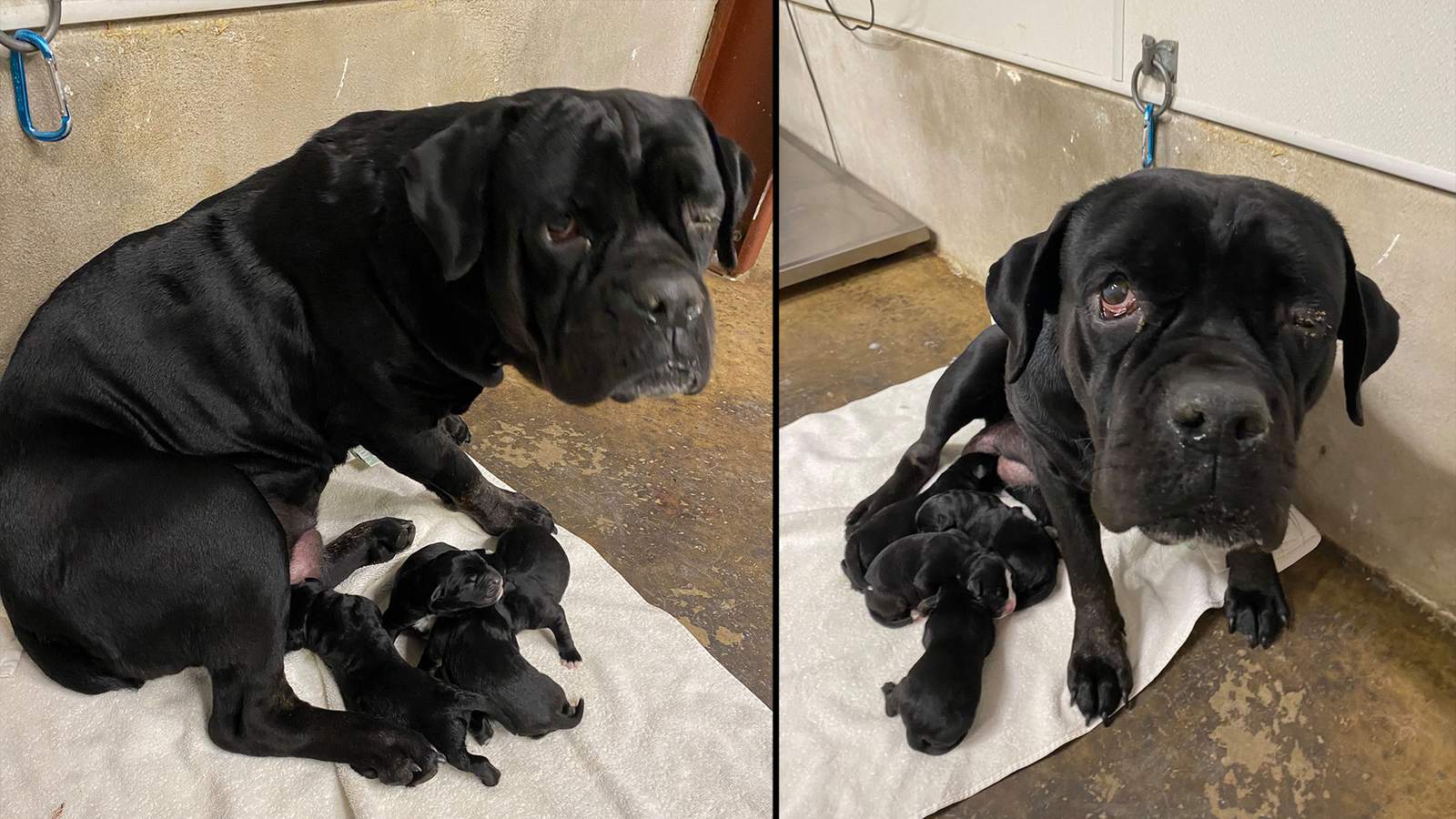 Newborn puppies and their mother found dumped on ‘lonely dirt road’ in Atascosa County