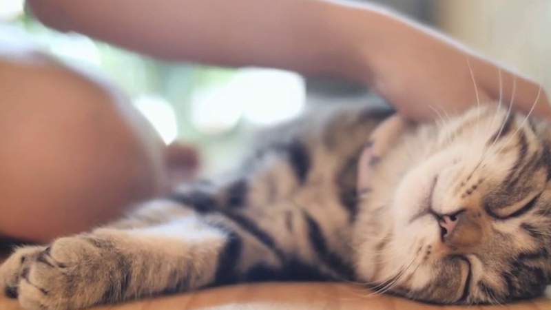 This new app will let you know how your cat is feeling