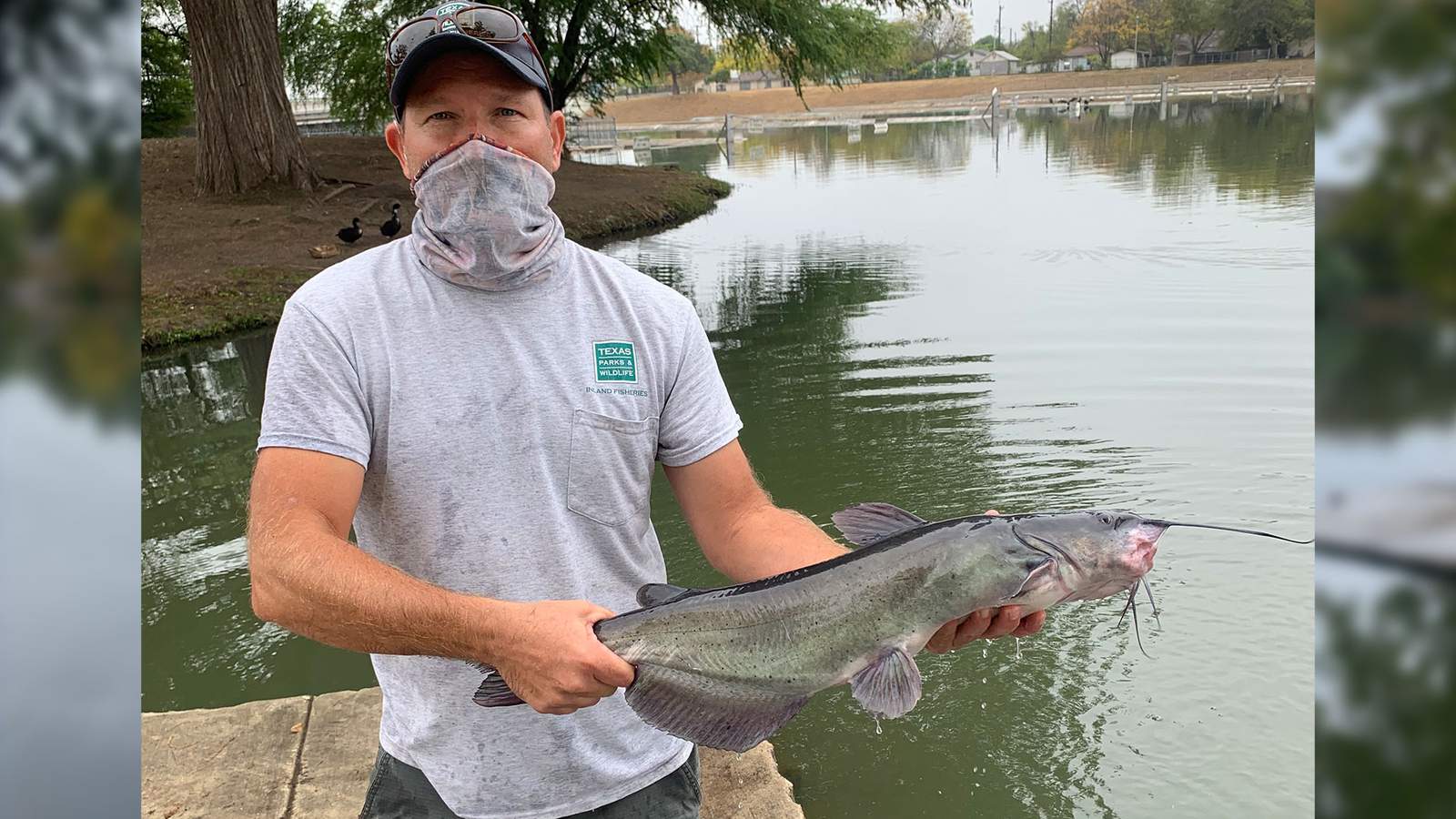 San Antonio lake stocked with 50 trophy catfish