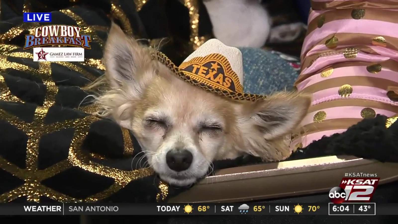 KSAT's Sarah Acosta finds doggies dressed up for Cowboy Breakfast, talks to guests