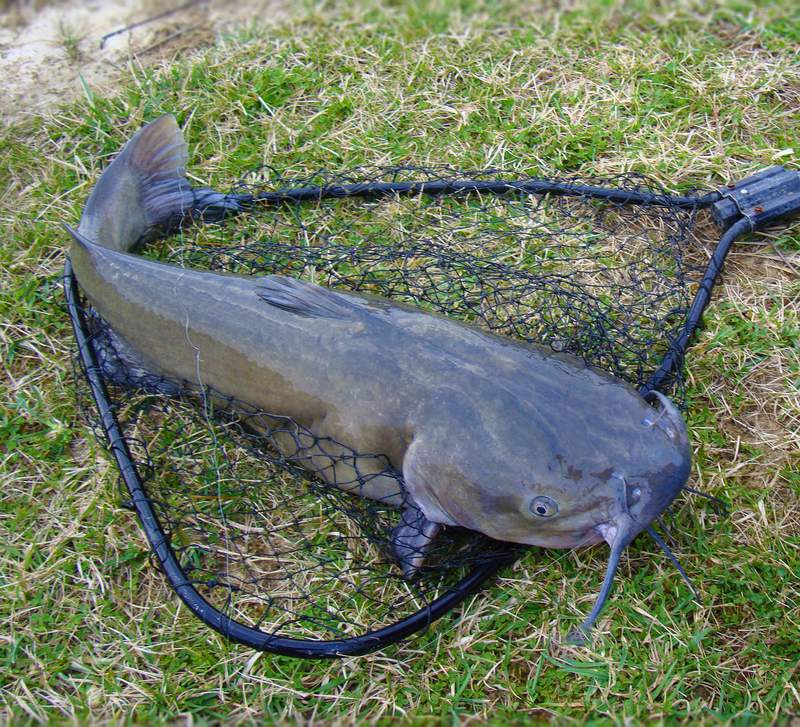 Two San Antonio lakes will be regularly stocked with catfish this summer