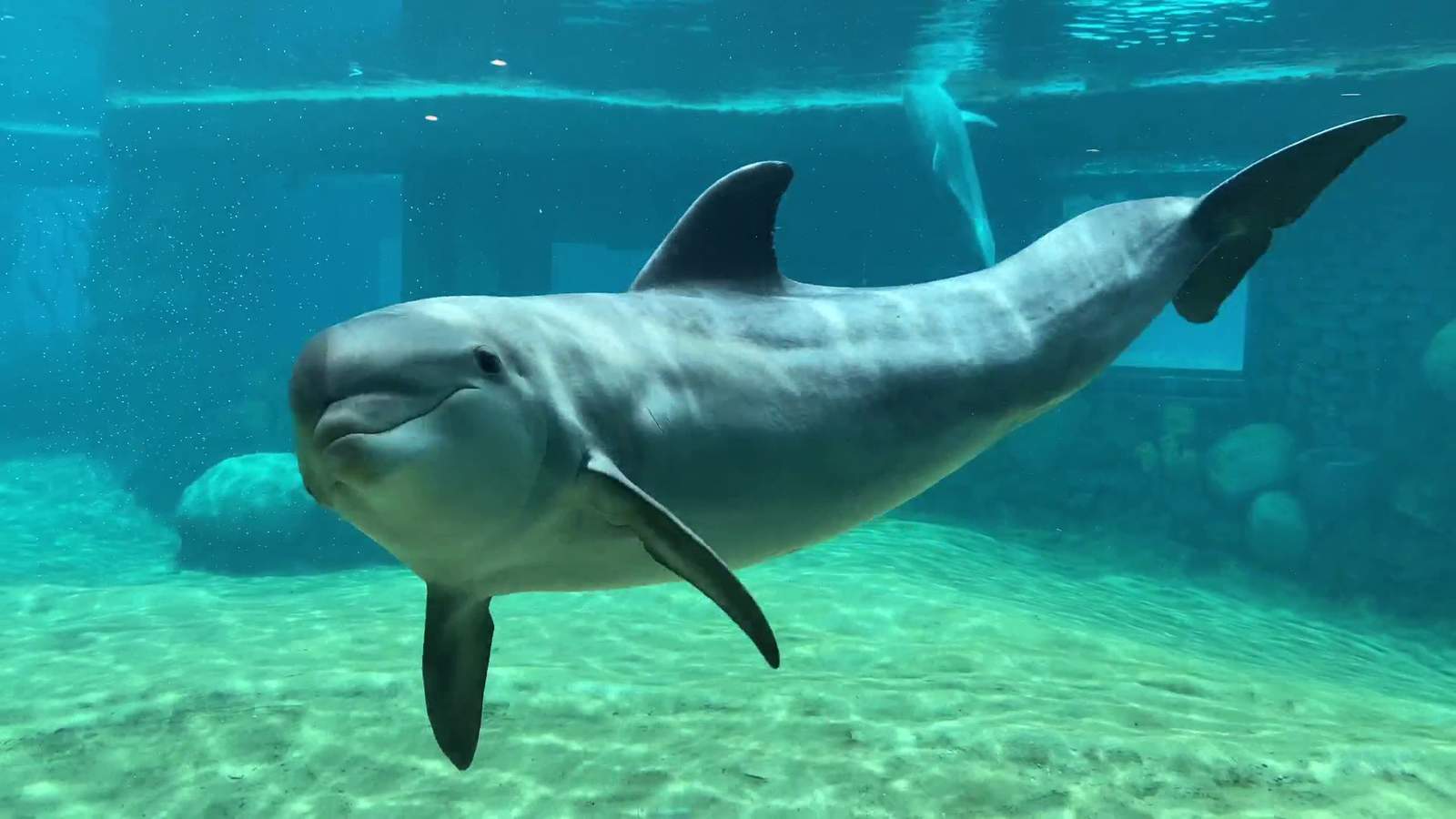 It’s National Dolphin Day! Watch some of the SeaWorld pod play