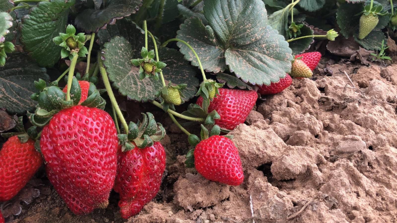 What has the last year been like for strawberry growers in Poteet?