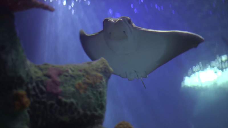 SEA LIFE aquarium with underwater tunnel, 3,000 creatures opening in downtown San Antonio this week