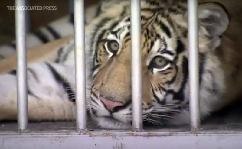 Missing Houston tiger transported to animal sanctuary
