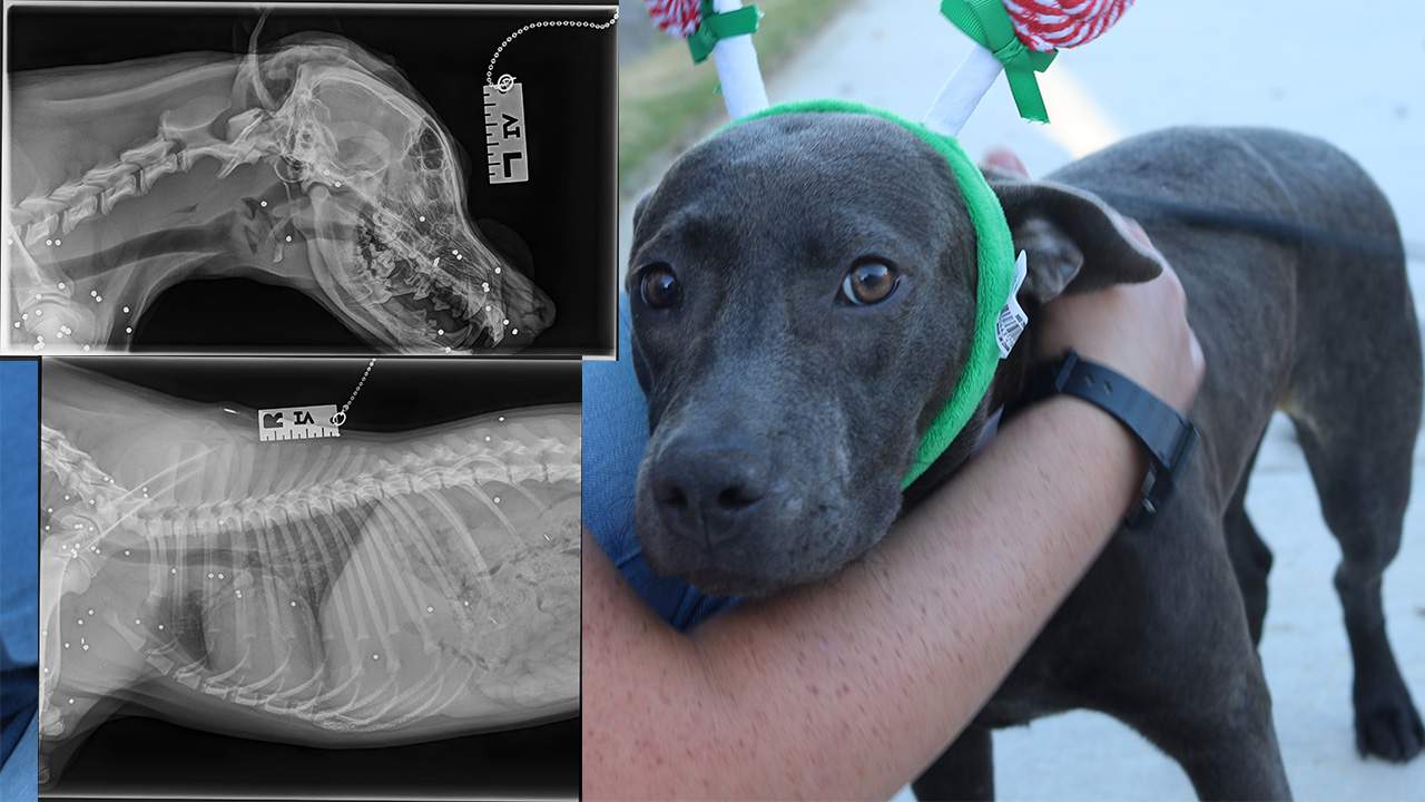 Dog hit by car, shot with 70 shotgun pellets, needs a forever home